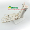 JOINT01 (12347) Medical Anatomy Human Life-Size Foot Joint Skeleton Anatomical Models